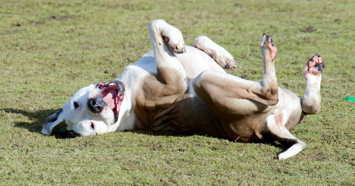 dog rolls, dog roll in stinky stuff