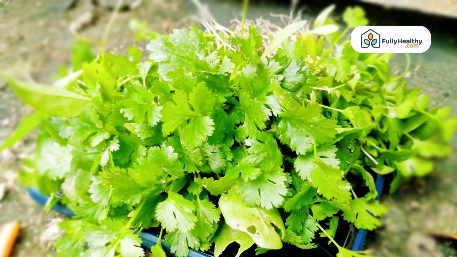 Fresh cilantro plant growing in a pot with vibrant green leaves
