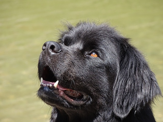 newfoundland, dog, black