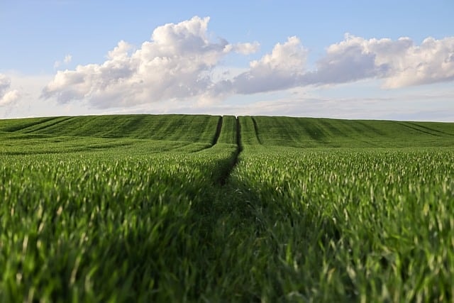 wheat, wheatfield, agriculture, nature, landscape, rural, agricultural, arable land, cereals, sunset