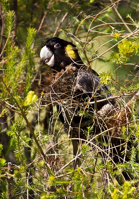 yellow-tailed black cockatoo, cockatoo, parrot