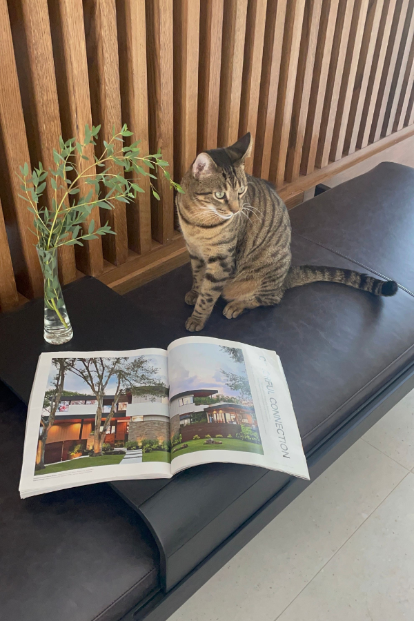 an interior design magazine with a cat on a bench