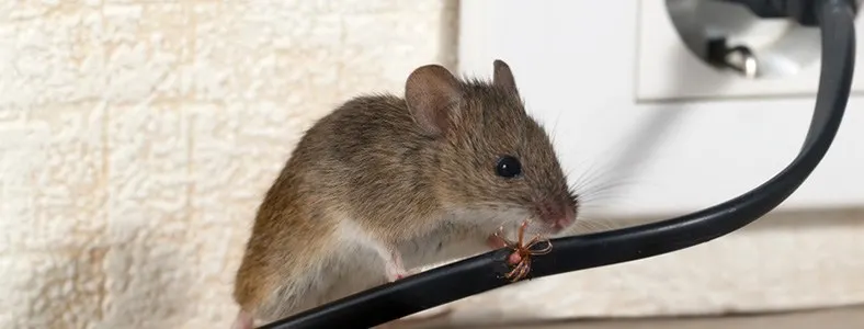 An image of a mouse chewing electrical cable. 