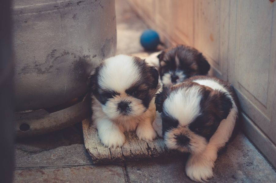 Three Cute Puppies