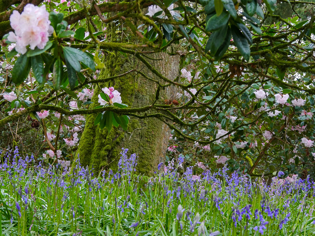 bluebells at Coole Park