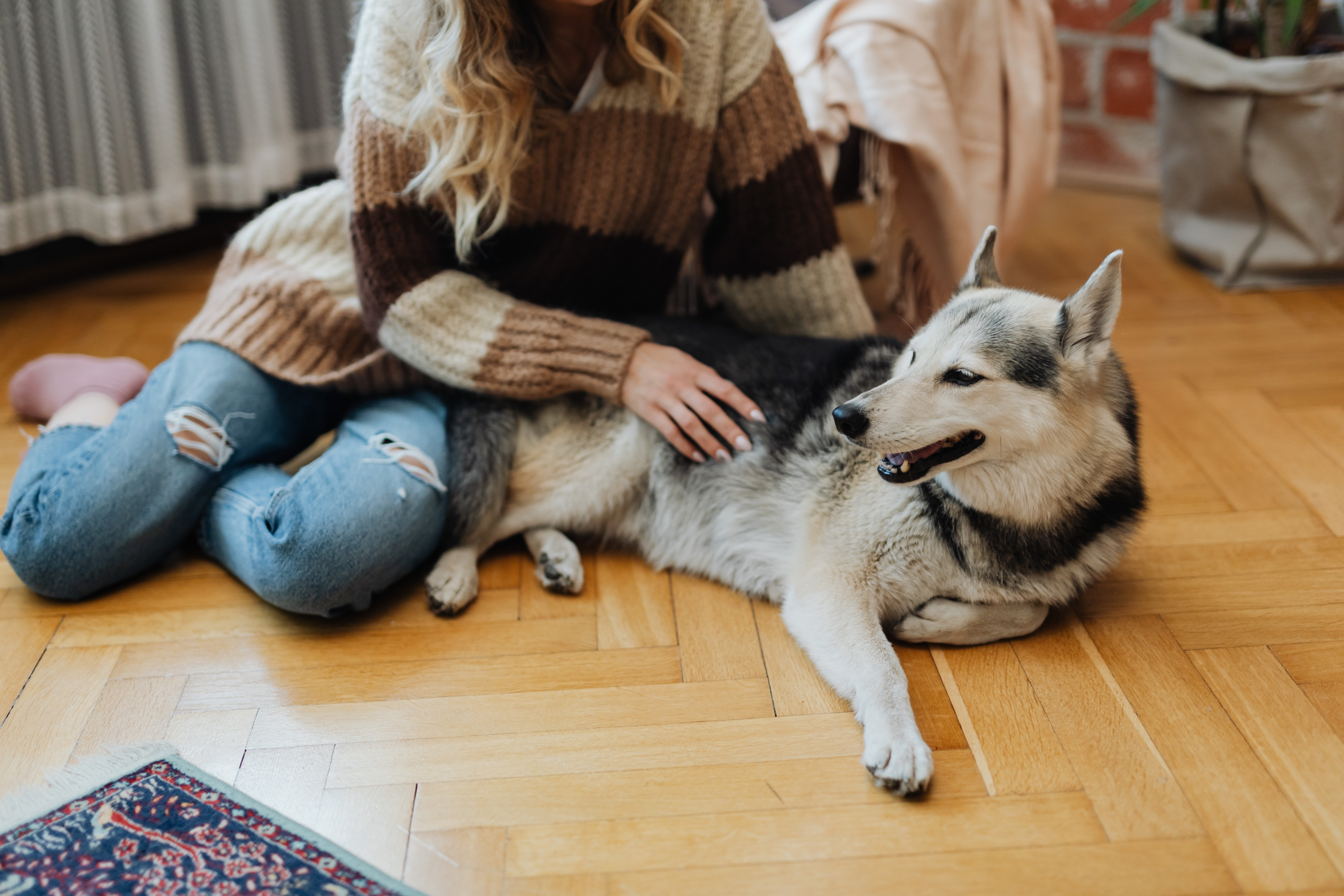 Dog owner petting a husky on the floor