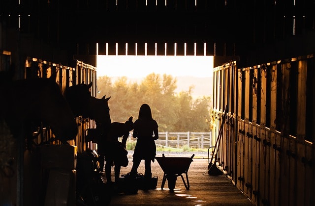 stable, girl, horses, animals, barn, farm, ranch, nature, silhouette