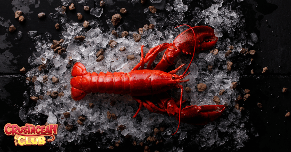 A lobster sitting on ice 