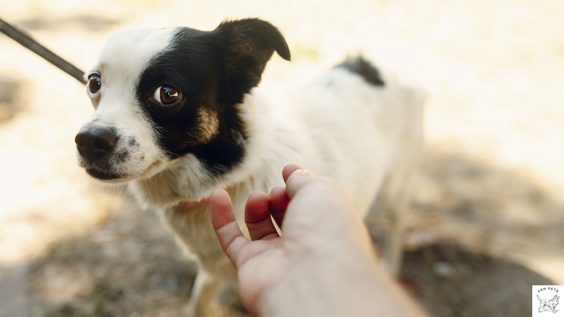 dog flinching