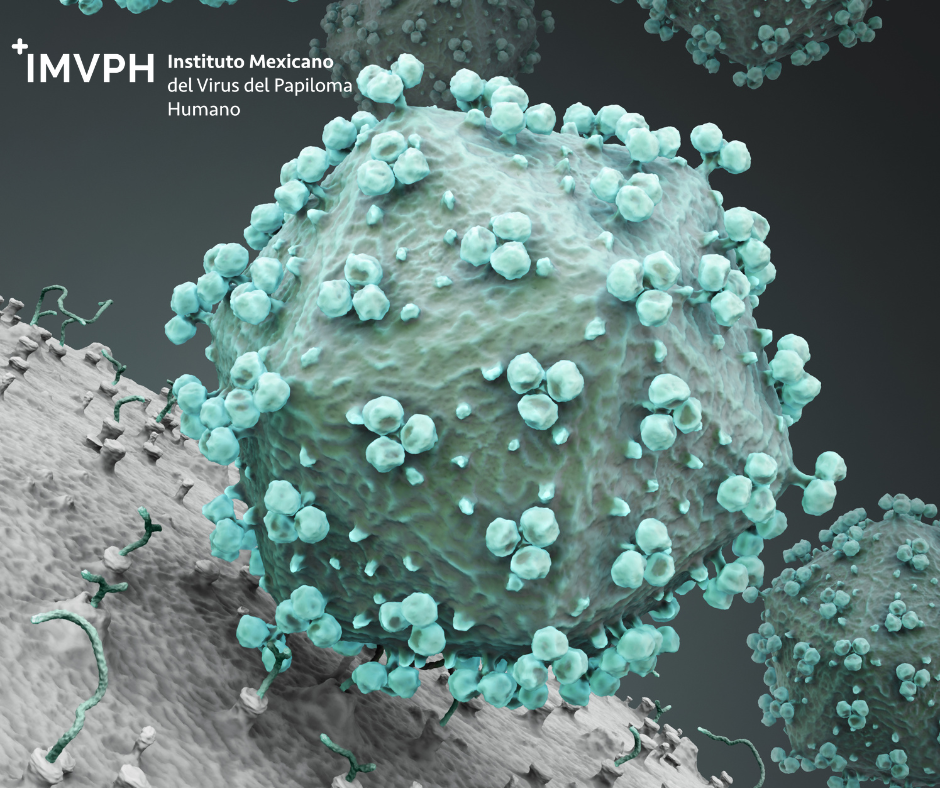 Guía completa del virus de papiloma humano