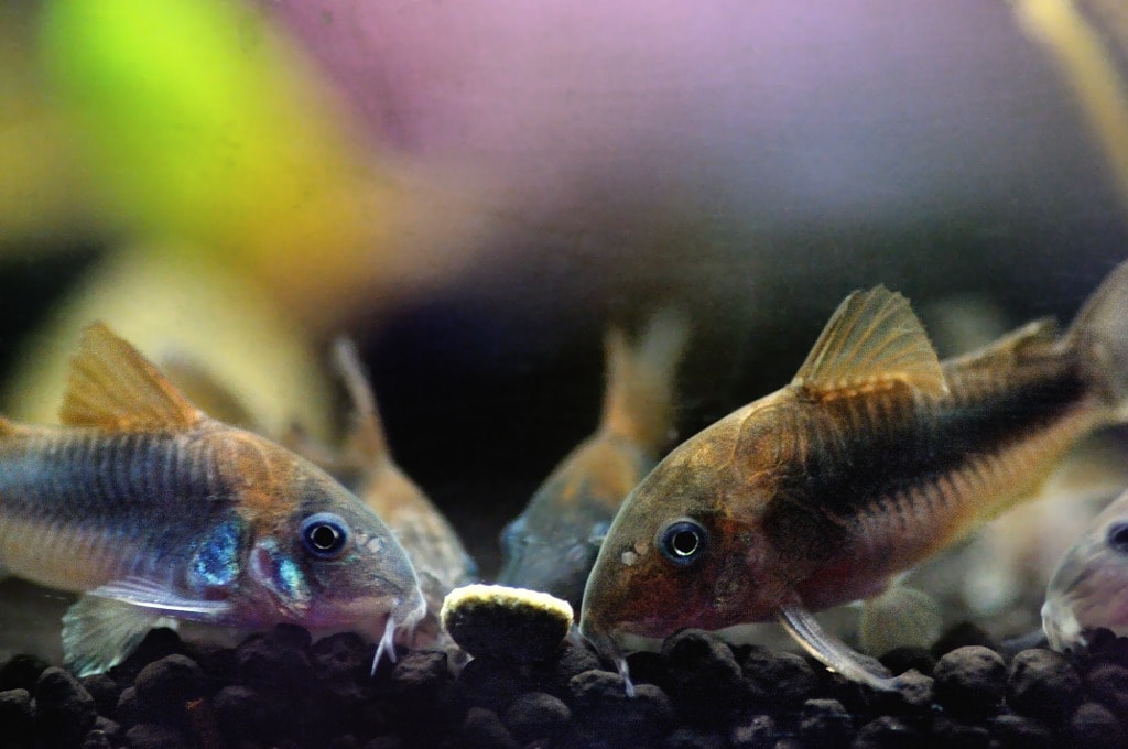 Overfeeding your fish can also lead to the formation of foamy bubbles