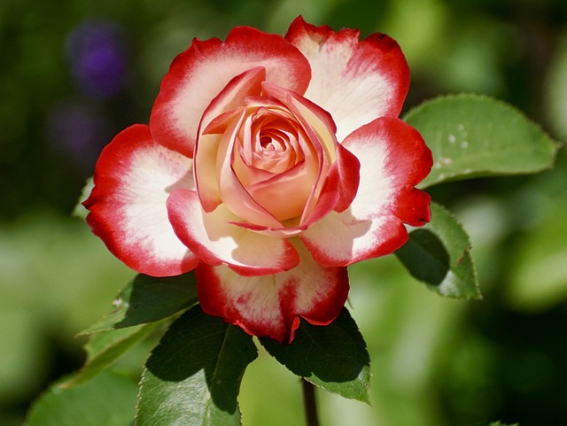 rose, bicolored flower, bicolored rose