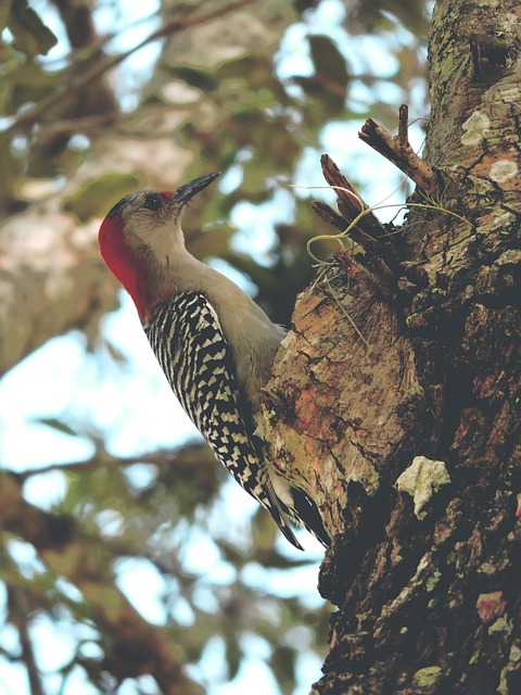 bird, woodpecker, red