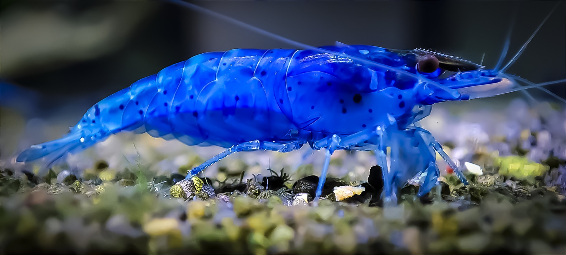 camarones de terciopelo azul