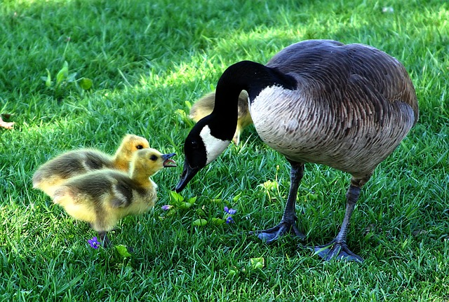 happy mothers day, canada goose, fluffy