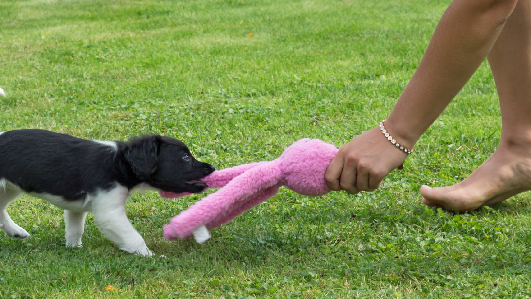 A Stabyhoun puppy playing with a plush toy
