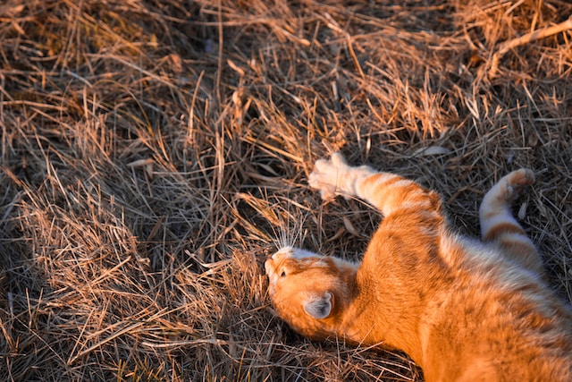 Cat Nail Caps: Pros, Cons, and Alternatives to Consider