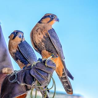 orange breasted falcon, birds that start with o 