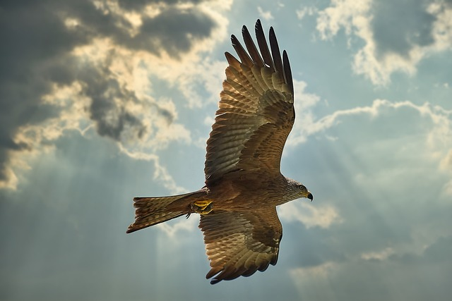 buzzard, bird of prey, raptor