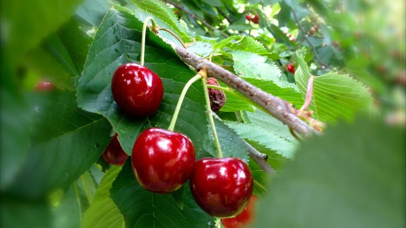 Kunststof regenhoes dekzeilen voor Cherry