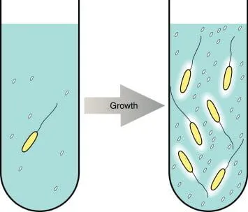 Illustration of bacterial growth monitoring using turbidimetry
