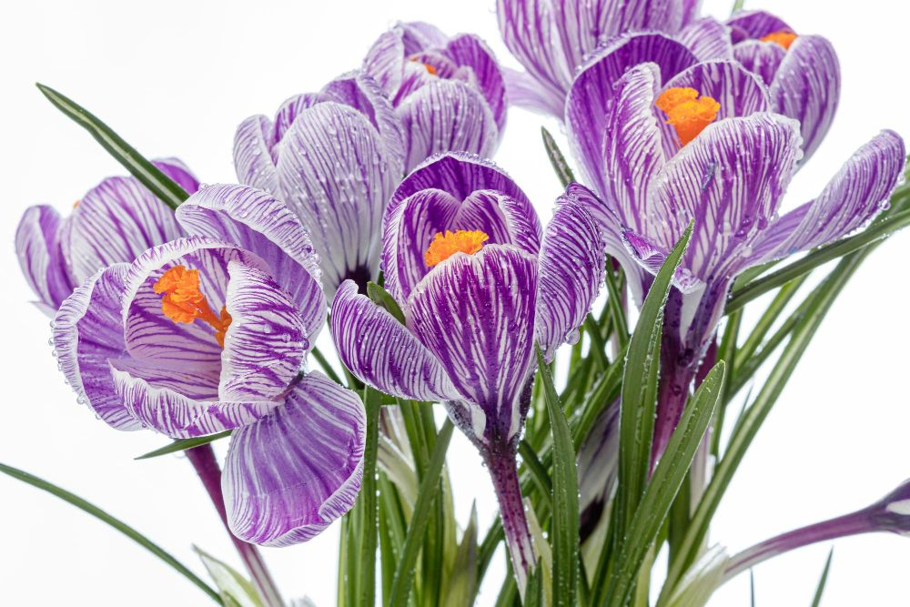 Iris Hollandica
