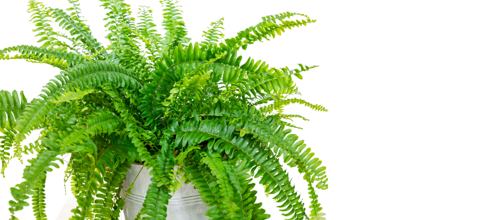 growing ferns indoors, fern fronds, houseplant ferns, rabbit's foot fern, 