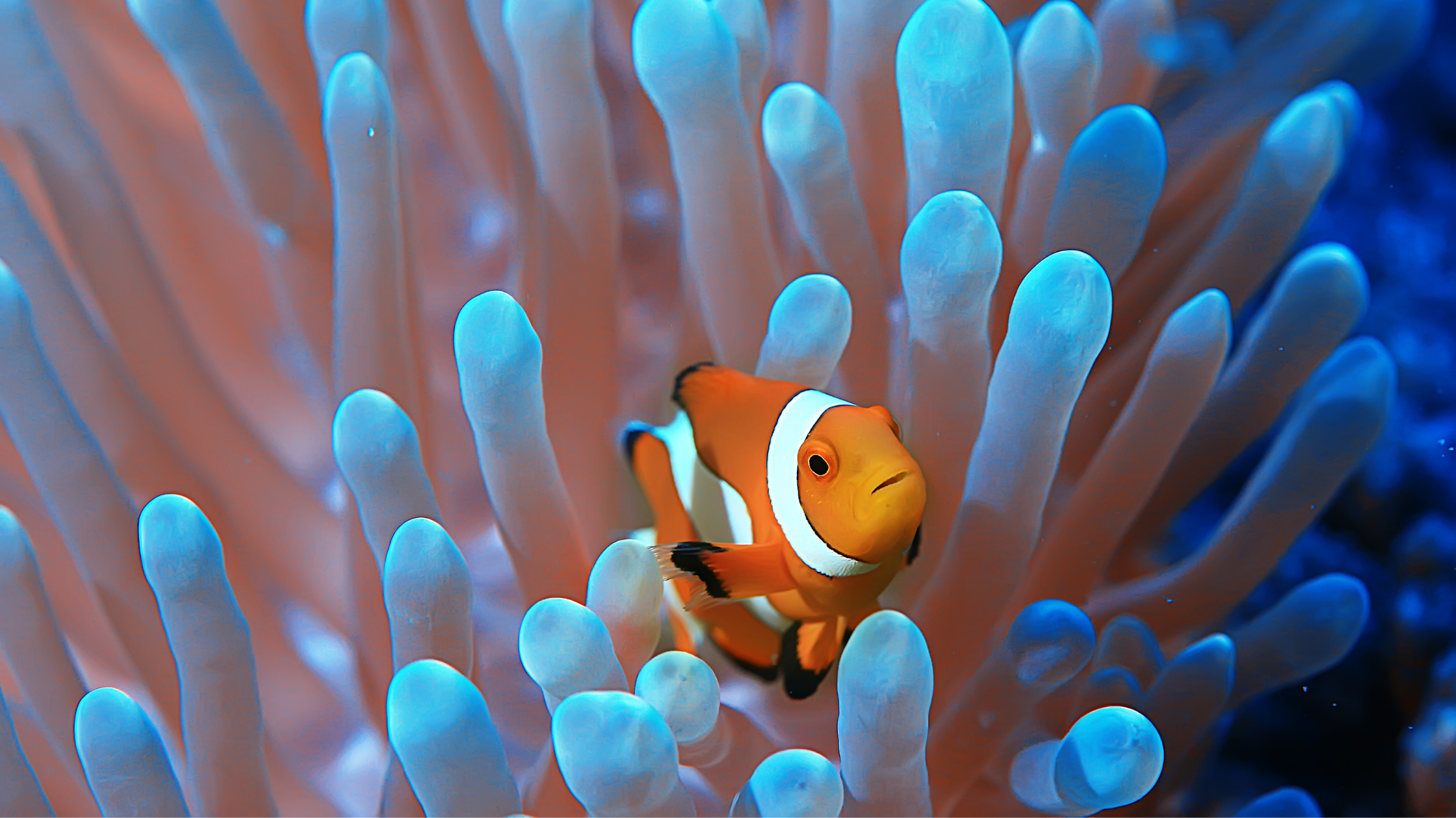 Coral reefs and Marine Life in Bali Ocean