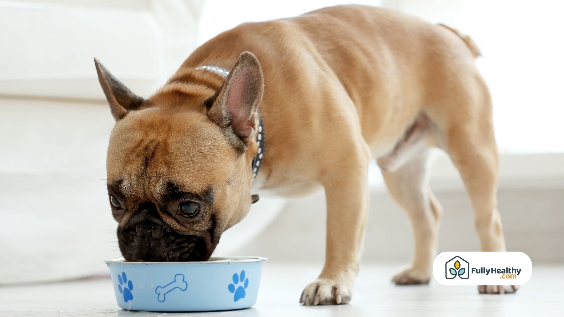 French bulldog eating from a blue food bowl indoors