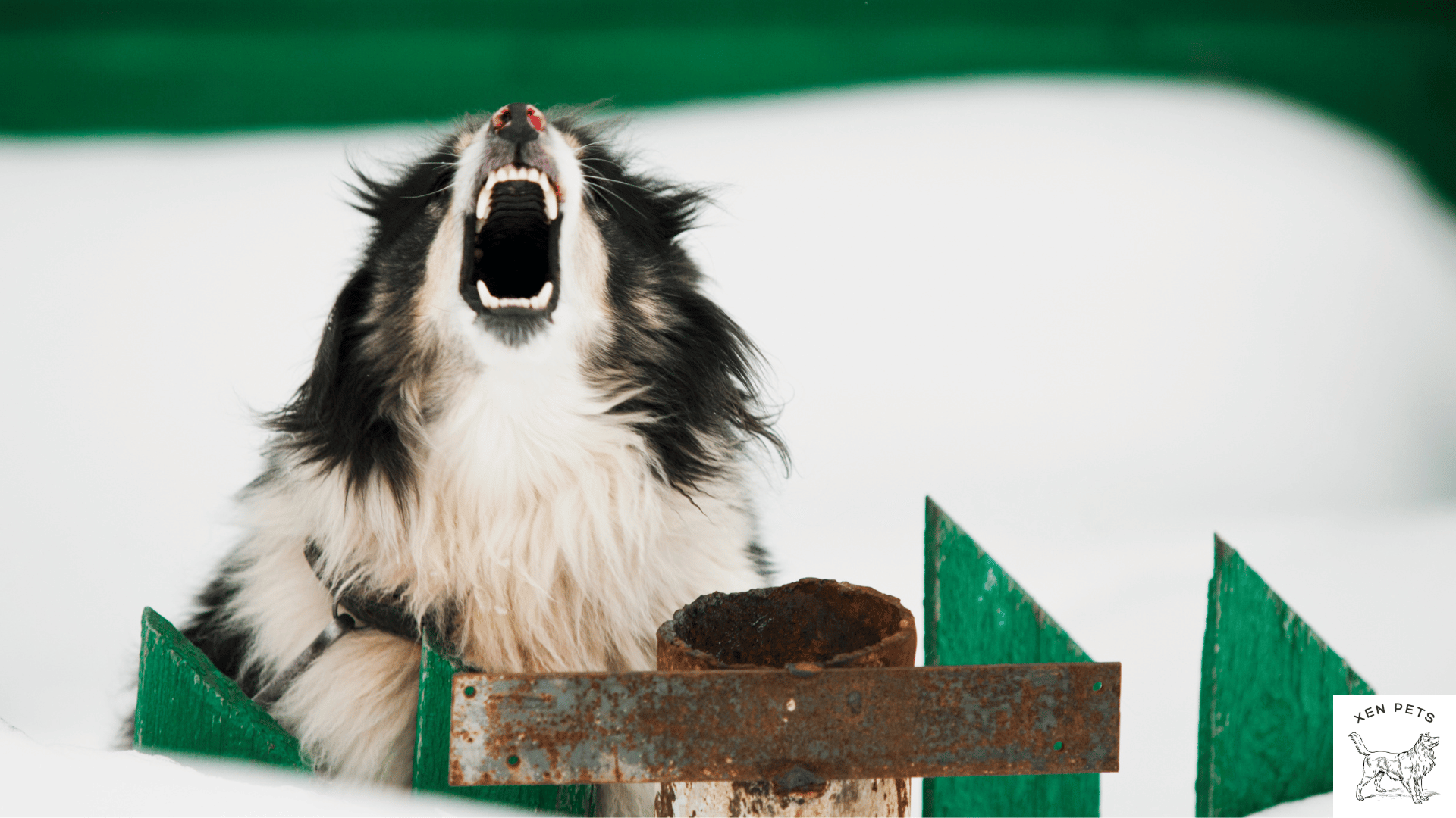 frustrated dog yawning