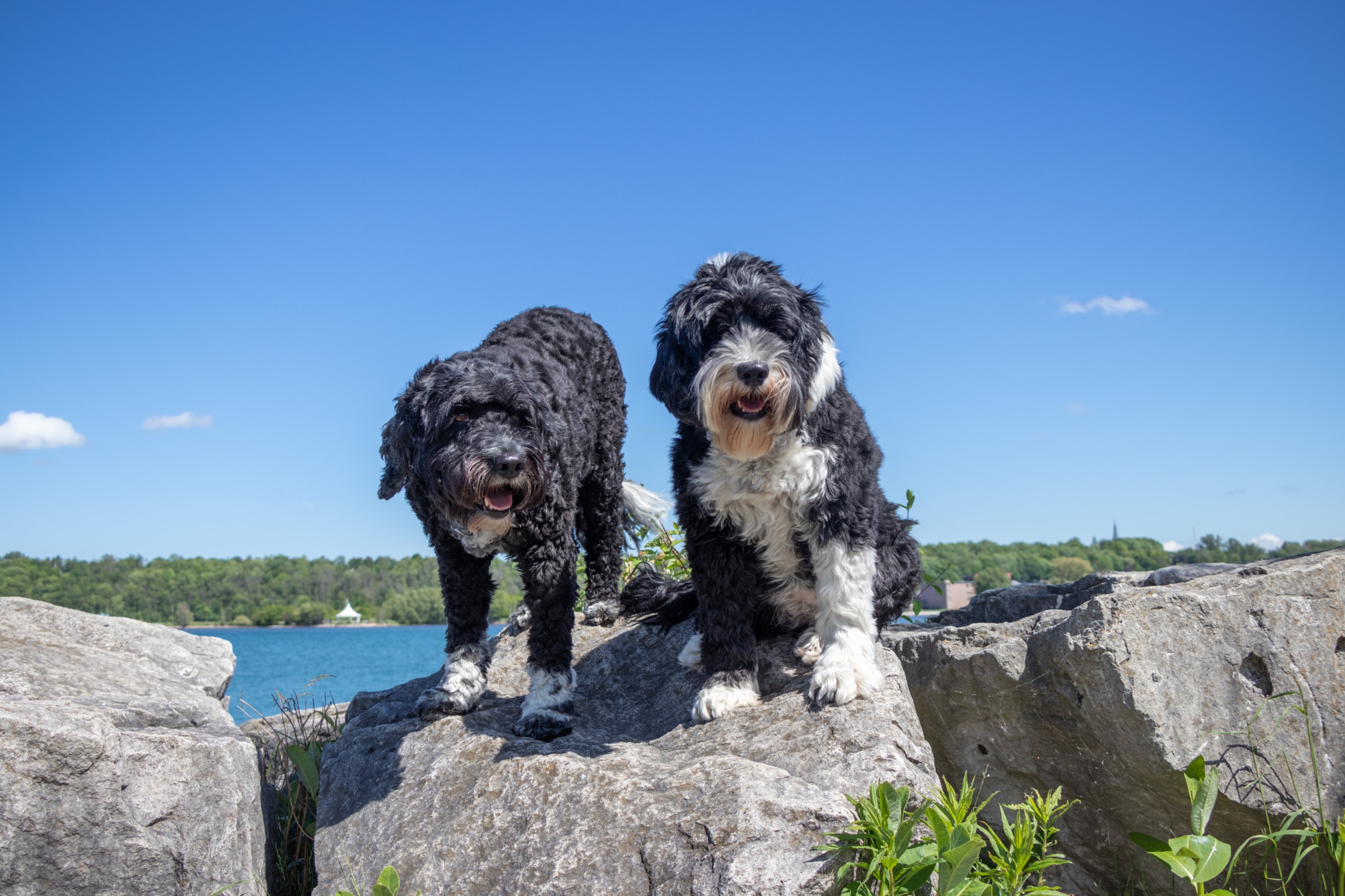 Two adult Portuguese Water Dogs standing on a rock next to a lake