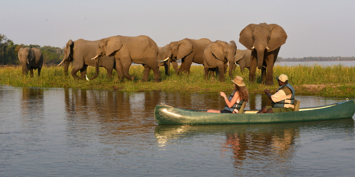 interesting animals in zambia