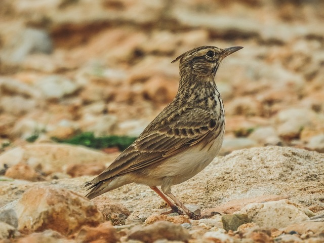 Lark, Birds that start with K