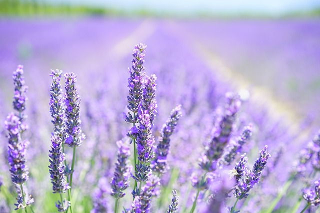 lavender, flowers, field