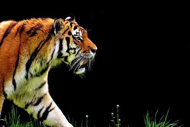 tiger, predator, fur art prints