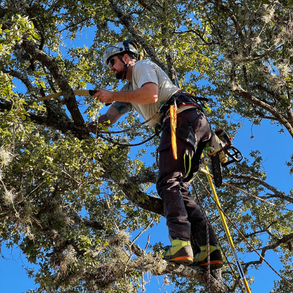 Picture showing the process of routine tree pruning.