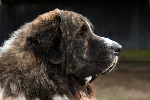 A right sideview of a Pyrenean Mastiff