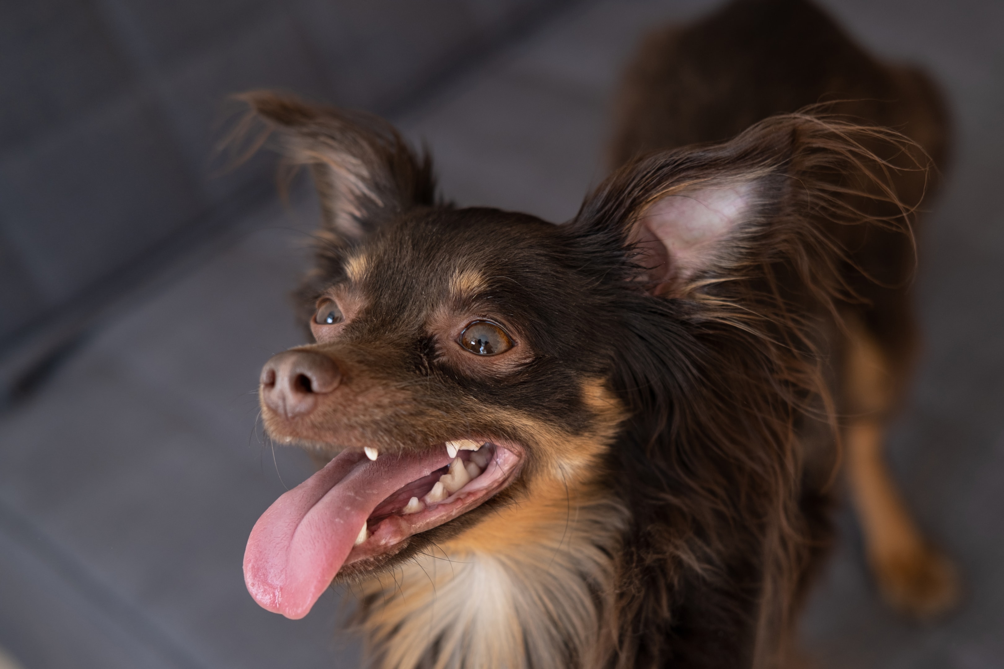A happy Toy Russian Terrier giving a big smile