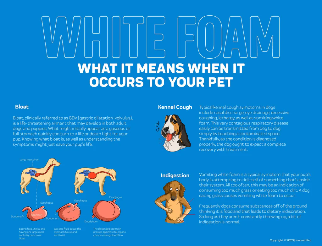 Old dog vomiting white foam hotsell