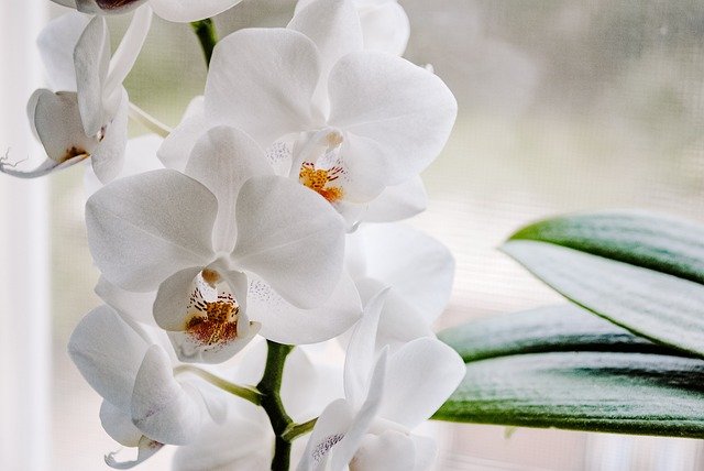 plant, flower background, flower