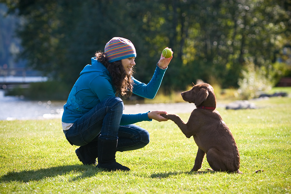 35219715 4da4 440a 9437 c8ce4b28fed0 How Often Do You Walk Your Dog - 4 Things You Need To Know