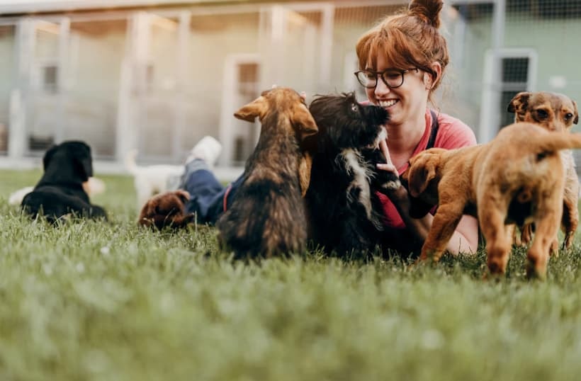 animal rescue business plan