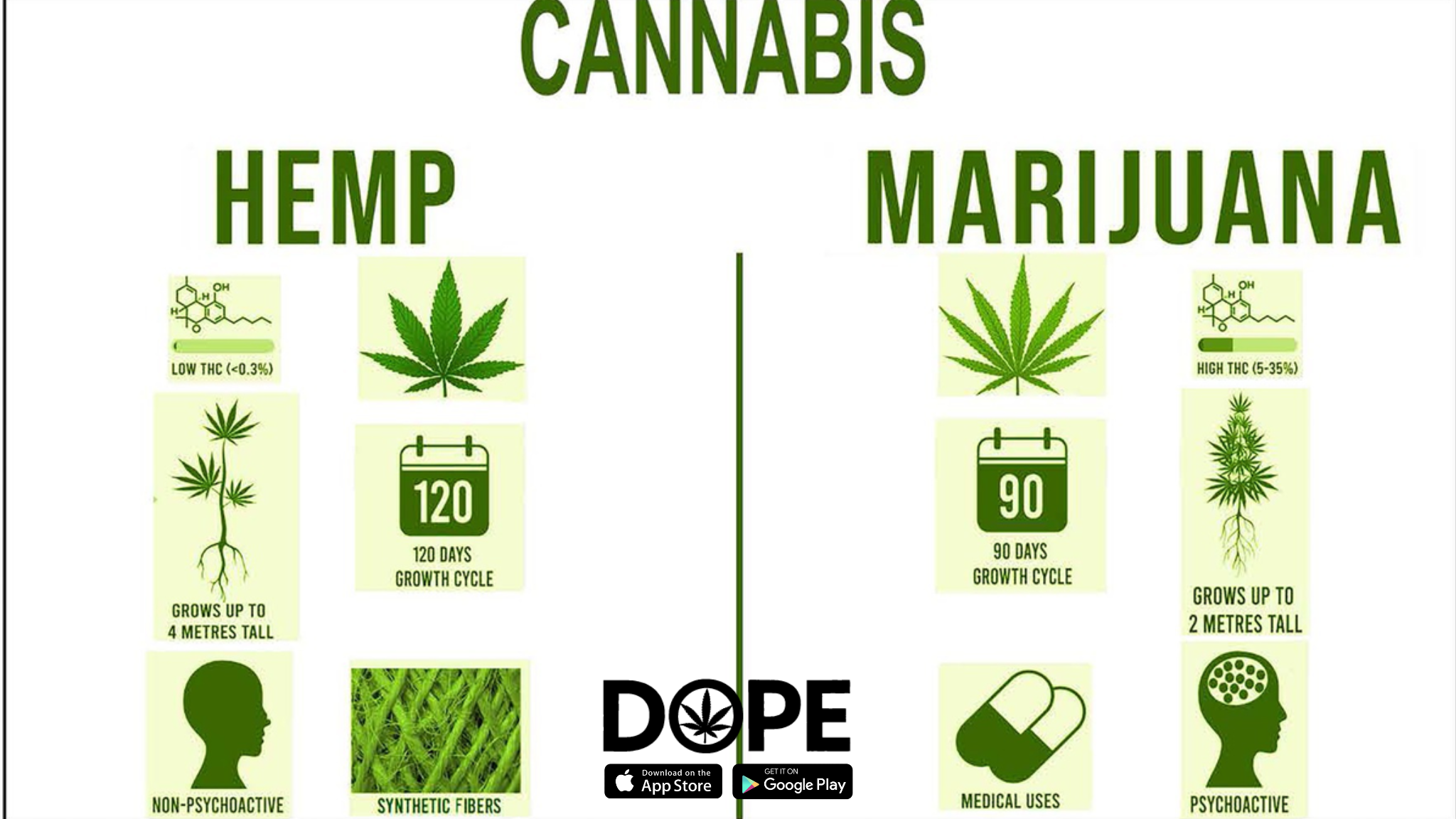 Understanding the difference between hemp and marijuana.