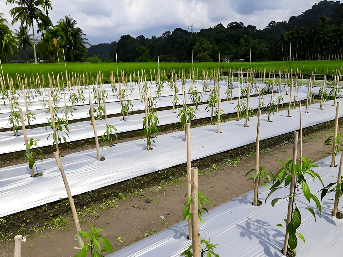 Bamboo Farming 