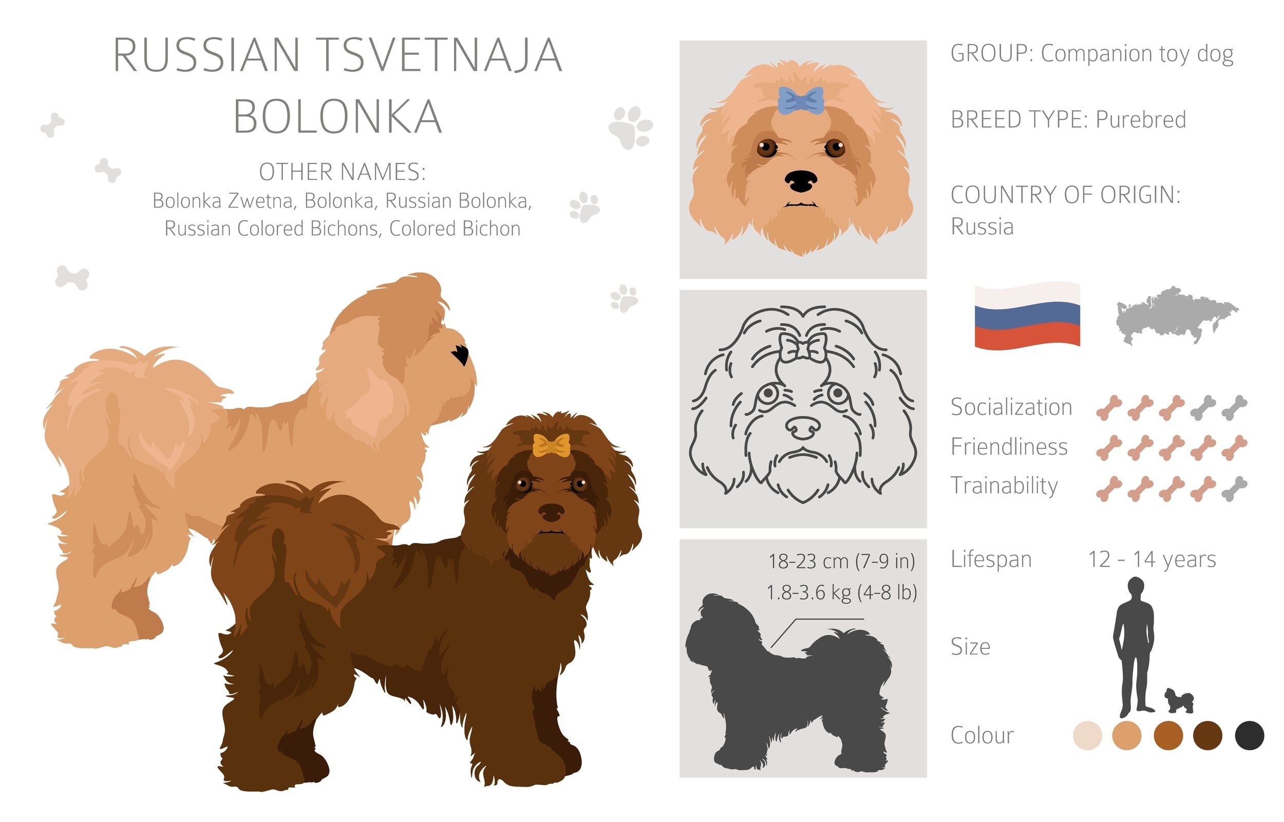An infographic overview of the Russian Tsvetnaya Bolonka dog breed