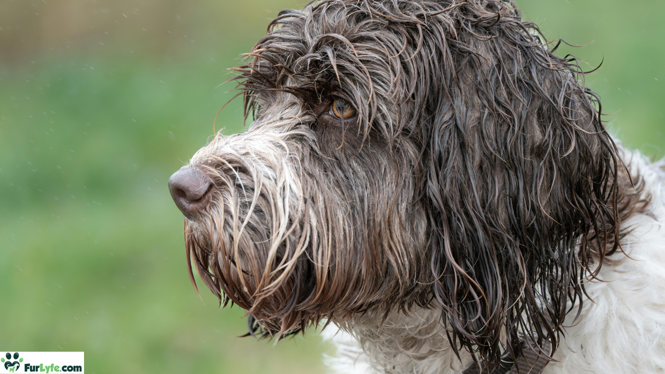 A close up side view of the Portuguese Water Dog showing its dense wavy coat