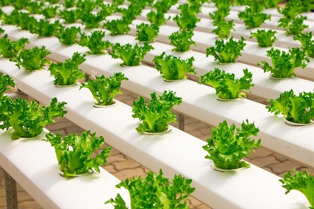 Full Scale Hydroponic Farm