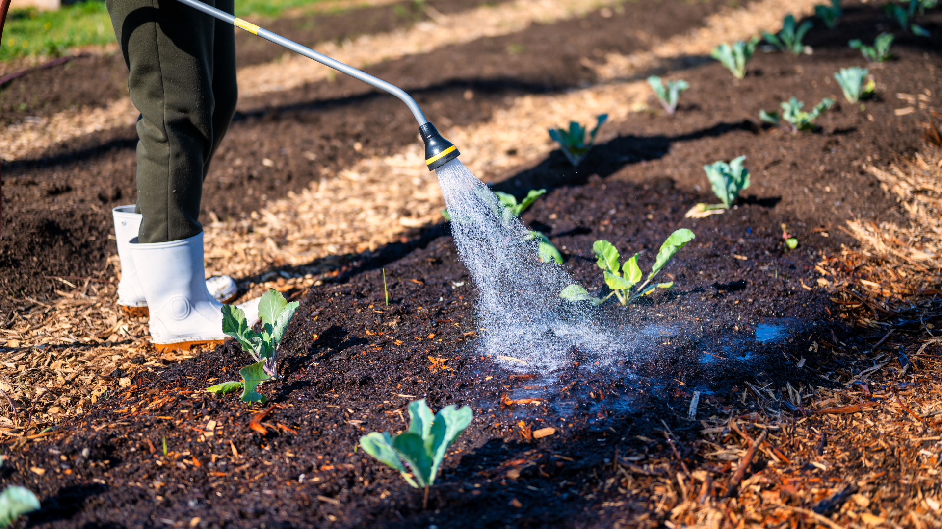 A layer of mulch applied to a garden. 