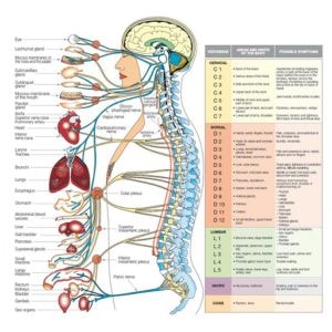 chart showing the many organs and parts of the body that chiropractic care helps