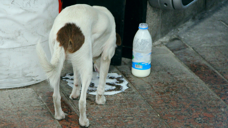 3575fc27 4ded 486b 8bc5 59f0bcad421e Curious About Canine Nutrition: Can Dogs Drink Milk Safely?